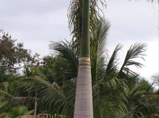 Muda de Palmeira Imperial em Tupã