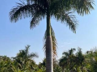Mudas Palmeira Imperial - Vendas em Tupã