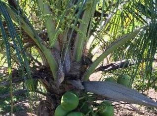 Mudas de Coco Anão Produzindo - Alta Qualidade