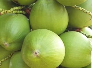 Mudas de Coco Anão Produzindo - Alta Qualidade