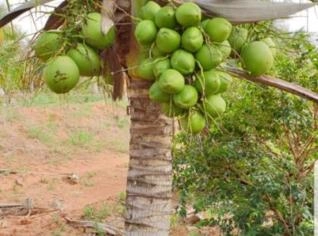Mudas de Coco Anão Produzindo - Alta Qualidade