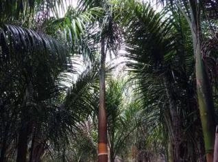 Mudas de Palmeira Imperial em Tupã - SP