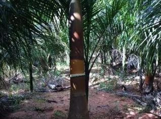 Mudas Palmeira Imperial - Tupã/SP