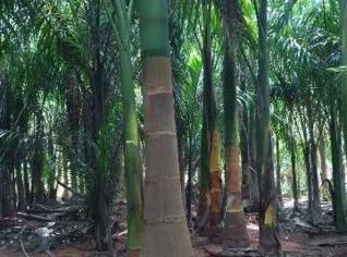 Mudas de Palmeira Imperial em Tupã - SP