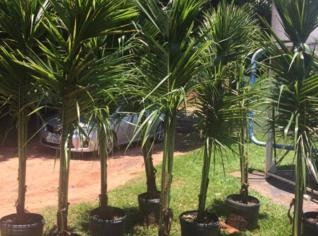 Mudas de Palmeira Imperial em Tupã