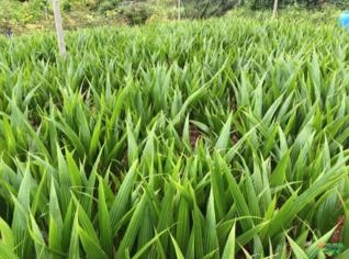 Mudas de Coco Anão Verde - Alta Qualidade e Preço Justo