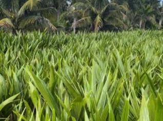 Mudas de Coco Anão Verde - Alta Qualidade e Preço Justo