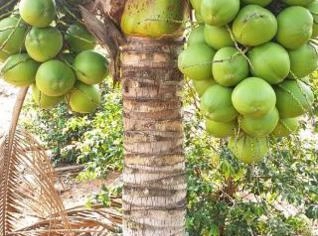 Mudas de Coco Anão - Promoção