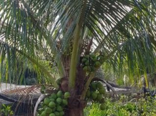 Mudas de Coco Anão - Promoção Especial em Tupã-SP