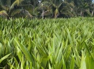 Mudas de Coco Anão na Castanha SP