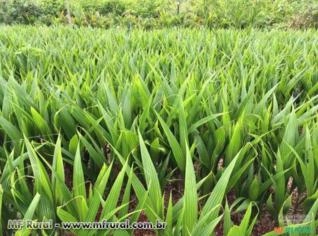 Mudas de Coco Anão de Alta Qualidade