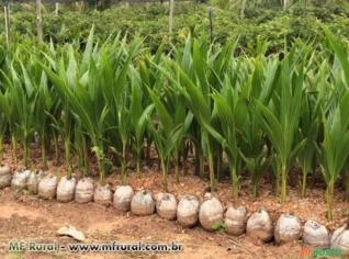 Mudas de Coco Anão - Alta Qualidade em Tupã SP