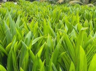 Mudas de Coco Anão de Alta Qualidade em Tupã