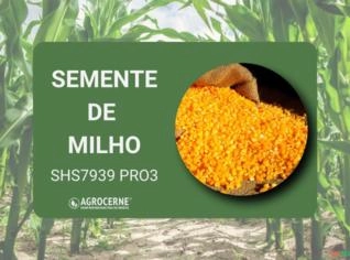 Semente de Milho SHS7939 - Superprecoce