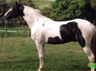 Cavalo Garanhão Pampa Homozigoto Registrado
