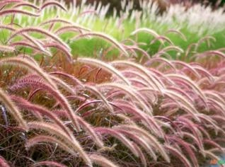 Capim do Texas Rubro Ornamental - Resistente e Bonito