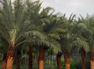 Tamareira Phoenix Dactylifera - 2 a 6m de Tronco
