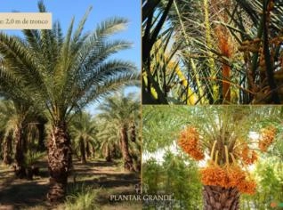 Tamareira Phoenix Dactylifera