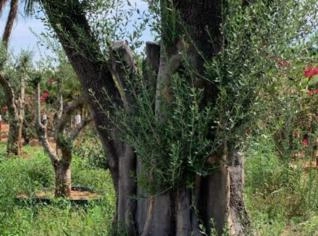 Oliveiras Centenárias em Botucatu - SP
