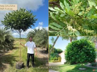 Árvores-samambaias de 2,5 a 3m - Plantar Grande