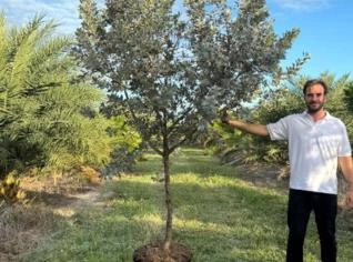 Mangue-de-botão Prateado até 2,50m