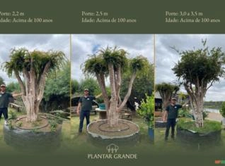 Jabuticabeira Centenária - SP