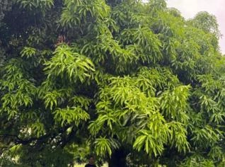 Mangueira de Grande Porte em Botucatu - Plantar Grande