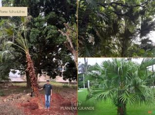 Palmeira-leque-da-China - Grande Porte