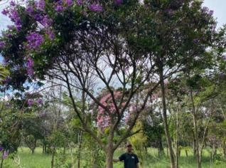 Quaresmeira de Grande Porte em Tatuí