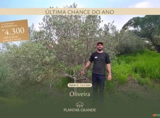 Oliveiras Adultas em Promoção