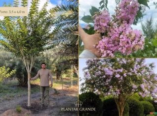 Resedá-Muskogee - Muda de 3,5 a 4,0 metros