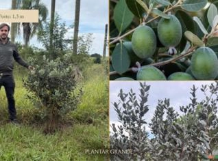 Feijoa: Árvore Frutífera de 1,3 a 3,4 m em Botucatu