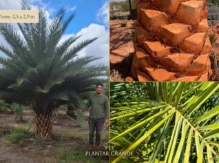 Tamareira Robusta em Eunápolis BA