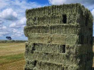Feno Tifton 20kg - Ótima Qualidade em Quadra, SP