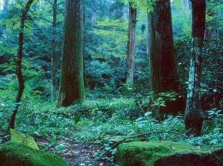 Áreas de Mata Nativa em Cananéia-SP para Reserva Legal