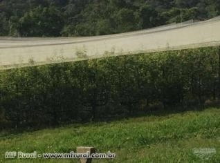 Tela Anti-Granizo Sombril - Proteção e Durabilidade