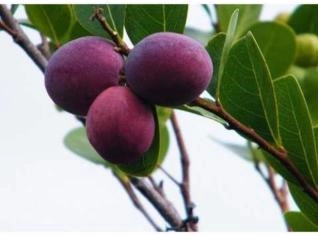 Mudas de Frutas Silvestres do Cerrado e Amazônia