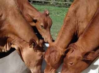 Vacas PO com Genética de Qualidade em SP