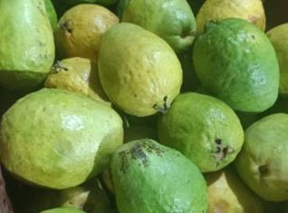 Goiaba Fresca de São Roque do Canaã