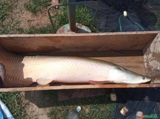Pirarucu Gordo e Juvenis Frescos na Bahia