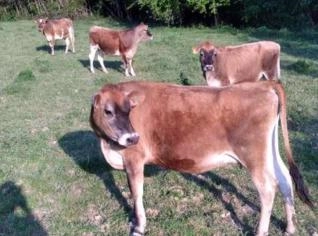 Novilhas Jersey Prenhes e Vazias - Cuiabá MT
