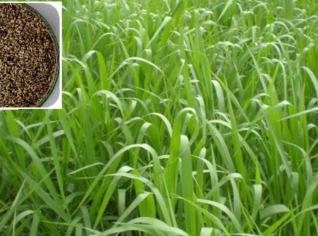 Semente de Brachiaria Ruziziensis de Alta Qualidade