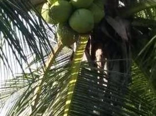 Coco Verde e Seco - Frescor Natural