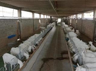 Cabras Leiteiras Saanen à Venda