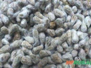 Caroço de Algodão para Nutrição Animal