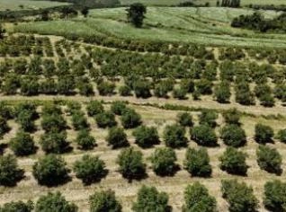 Sítio Produtivo em Santa Rita do Passa Quatro