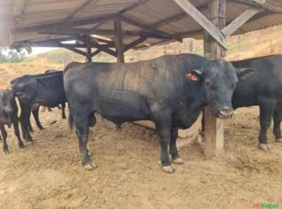 Touro Angus PO - Cantagalo, RJ