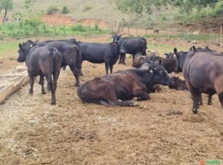 Lote de Vacas e Bezerros Angus - Cantagalo, RJ