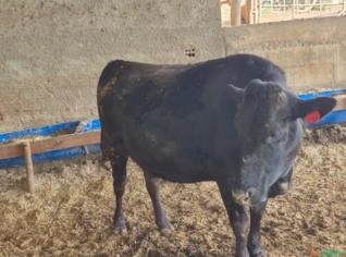 Vacas e Novilhas Wagyu - R$16.000 unidade