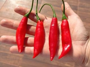 Pimenta Dedo de Moça Orgânica